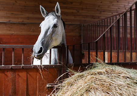 Livestock Feed